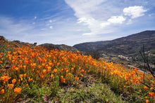 Load image into Gallery viewer, The Jonsteen Company - California Poppy | Seed Grow Kit