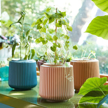 Load image into Gallery viewer, Modern Sprout - Flower Grow Kit: Zinnia Dahlia