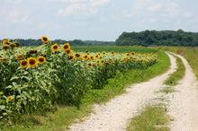 Load image into Gallery viewer, The Jonsteen Company - Sunflower | Seed Grow Kit