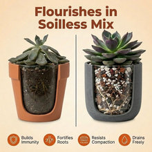 Load image into Gallery viewer, Veryplants US LLC - Molly's Succulent Mix - 5 Dry Quarts - Case of 6