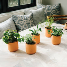 Load image into Gallery viewer, Modern Sprout - Tiny Terracotta Grow Kits: Thank You Daisy