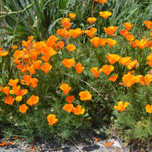 Load image into Gallery viewer, The Jonsteen Company - California Poppy | Seed Grow Kit