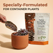 Load image into Gallery viewer, Veryplants US LLC - Molly's Succulent Mix - 5 Dry Quarts - Case of 6