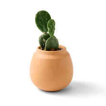 Load image into Gallery viewer, Modern Sprout - Terracotta Grow Kits: Bonsai