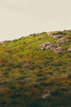 Load image into Gallery viewer, The Jonsteen Company - California Poppy | Seed Grow Kit