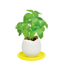 Load image into Gallery viewer, Noted - Eggling with Saucer - Sweet Basil