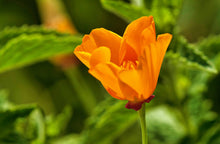 Load image into Gallery viewer, The Jonsteen Company - California Poppy | Seed Grow Kit