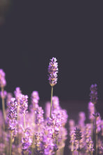 Load image into Gallery viewer, The Jonsteen Company - Lavender | Flower Seed Grow Kit