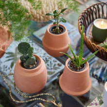 Load image into Gallery viewer, Modern Sprout - Terracotta Grow Kits: Aloe