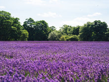 Load image into Gallery viewer, The Jonsteen Company - Lavender | Flower Seed Grow Kit