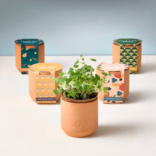 Load image into Gallery viewer, Modern Sprout - Tiny Terracotta Grow Kits: Thank You Daisy