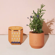 Load image into Gallery viewer, Modern Sprout - Tiny Terracotta Grow Kits: Thank You Daisy