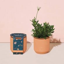 Load image into Gallery viewer, Modern Sprout - Tiny Terracotta Grow Kits: Thank You Daisy