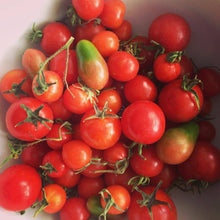 Load image into Gallery viewer, Potting Shed Creations, Ltd. - Garden in a Bag | Tomato | Great gift for cooks