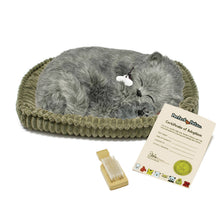 Load image into Gallery viewer, 88Unlimited/Perfect Petzzz - 22Original - Gray Shorthair Kitten