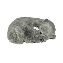Load image into Gallery viewer, 88Unlimited/Perfect Petzzz - 22Original - Gray Shorthair Kitten