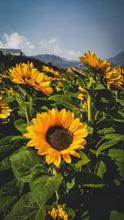 Load image into Gallery viewer, The Jonsteen Company - Sunflower | Seed Grow Kit
