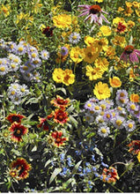Load image into Gallery viewer, Scatter Garden | Honeybee