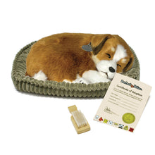 Load image into Gallery viewer, 88Unlimited/Perfect Petzzz - 13Original - Mutt
