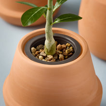 Load image into Gallery viewer, Modern Sprout - Terracotta Grow Kits: Aloe
