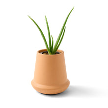Load image into Gallery viewer, Modern Sprout - Terracotta Grow Kits: Bonsai
