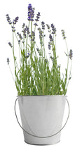 Load image into Gallery viewer, Potting Shed Creations, Ltd. - Garden in a Bag | Lavender | Best Seller
