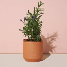 Load image into Gallery viewer, Modern Sprout - Tiny Terracotta Grow Kits: Thank You Daisy
