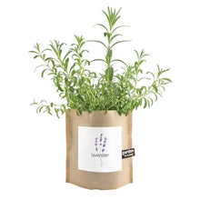 Load image into Gallery viewer, Potting Shed Creations, Ltd. - Garden in a Bag | Lavender | Best Seller
