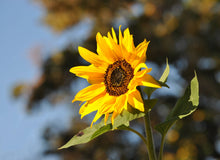Load image into Gallery viewer, The Jonsteen Company - Sunflower | Seed Grow Kit
