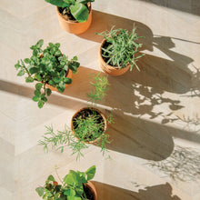 Load image into Gallery viewer, Modern Sprout - Tiny Terracotta Grow Kits: Thank You Daisy
