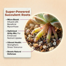 Load image into Gallery viewer, Veryplants US LLC - Molly's Succulent Mix - 5 Dry Quarts - Case of 6
