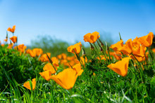 Load image into Gallery viewer, The Jonsteen Company - California Poppy | Seed Grow Kit
