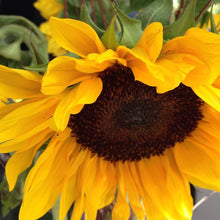 Load image into Gallery viewer, Potting Shed Creations, Ltd. - Garden in a Bag | Sunflower | Flower lover | Best Seller
