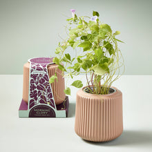 Load image into Gallery viewer, Modern Sprout - Flower Grow Kit: Zinnia Dahlia
