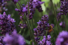 Load image into Gallery viewer, The Jonsteen Company - Lavender | Flower Seed Grow Kit
