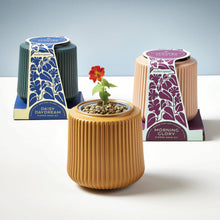 Load image into Gallery viewer, Modern Sprout - Flower Grow Kit: Daisy Daydream
