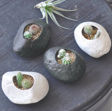 Load image into Gallery viewer, Noted - Plants Rock - Cactus - Assorted 3 Colors
