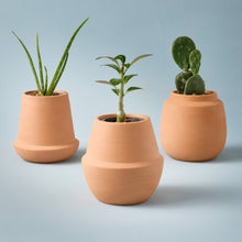 Load image into Gallery viewer, Modern Sprout - Terracotta Grow Kits: Bonsai
