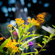 Load image into Gallery viewer, The Jonsteen Company - Pollinator's Delight | Flower Seed Grow Kit

