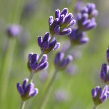 Load image into Gallery viewer, Potting Shed Creations, Ltd. - Garden in a Bag | Lavender | Best Seller

