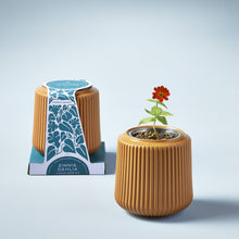 Load image into Gallery viewer, Modern Sprout - Flower Grow Kit: Daisy Daydream
