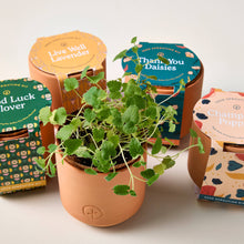 Load image into Gallery viewer, Modern Sprout - Tiny Terracotta Grow Kits: Thank You Daisy
