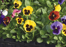 Load image into Gallery viewer, Potting Shed Creations, Ltd. - Garden in a Bag | Thinking Of You | Best Seller
