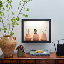 Load image into Gallery viewer, Modern Sprout - Terracotta Grow Kits: Bonsai
