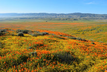 Load image into Gallery viewer, The Jonsteen Company - California Poppy | Seed Grow Kit

