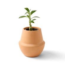 Load image into Gallery viewer, Modern Sprout - Terracotta Grow Kits: Aloe

