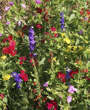 Load image into Gallery viewer, Scatter Garden | Hummingbird
