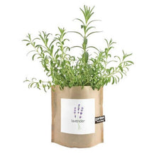 Load image into Gallery viewer, Garden in a Bag | Lavender
