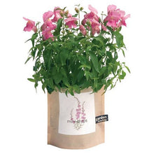 Load image into Gallery viewer, Garden in a Bag | Snapdragon
