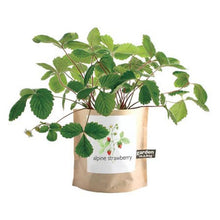 Load image into Gallery viewer, Garden in a Bag | Strawberry
